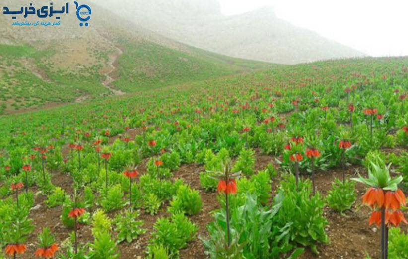 مسافرت تابستان کجا بریم ؟ 1 32 - مسافرت تابستان کجا بریم ؟
