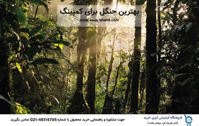 بهترین جنگل برای کمپینگ بهترین جنگل برای کمپینگ