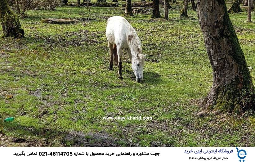 بهترین جنگل برای کمپینگ 4 min 1 - بهترین جنگل برای کمپینگ
