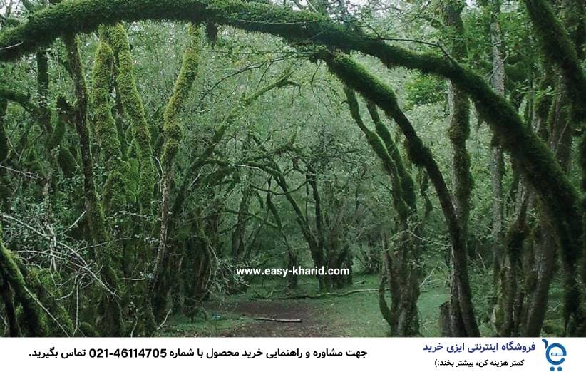 بهترین جنگل برای کمپینگ 5 min 1 - بهترین جنگل برای کمپینگ
