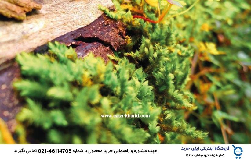 بهترین جنگل برای کمپینگ 6 min 1 - بهترین جنگل برای کمپینگ