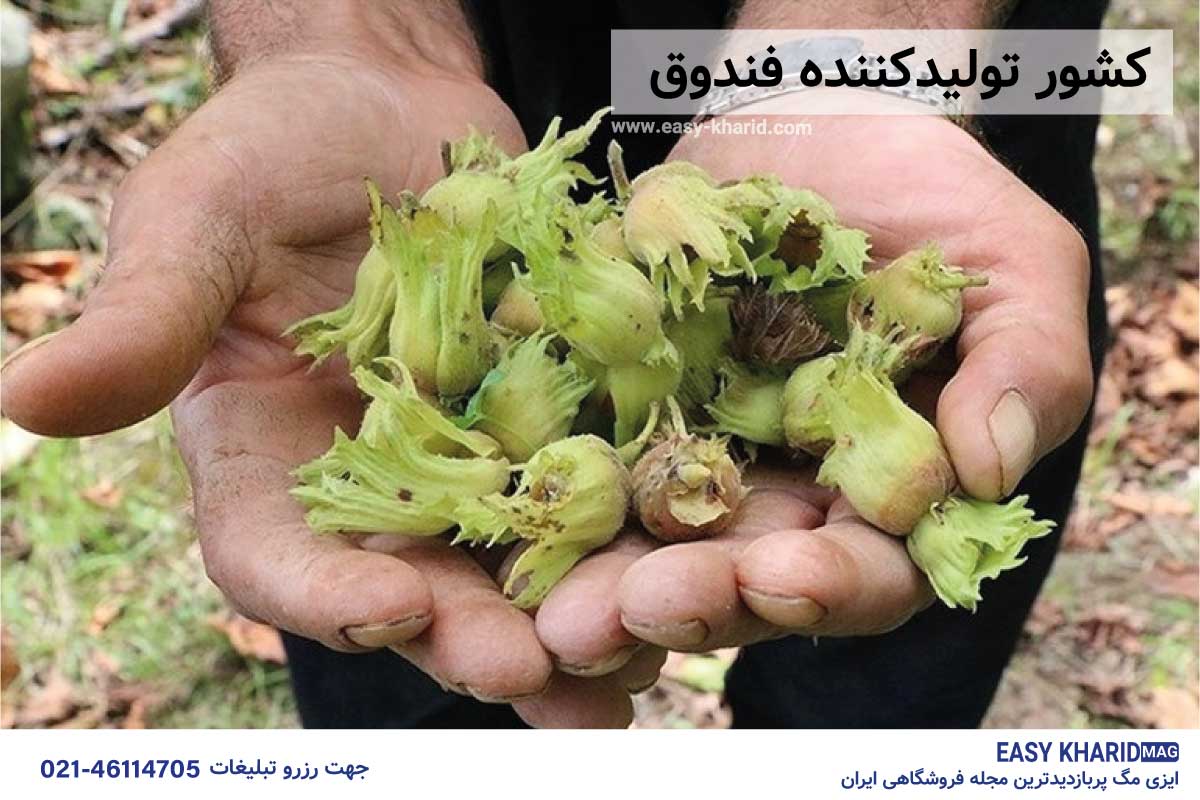 کشور تولید کننده فندق کشور تولید کننده فندق