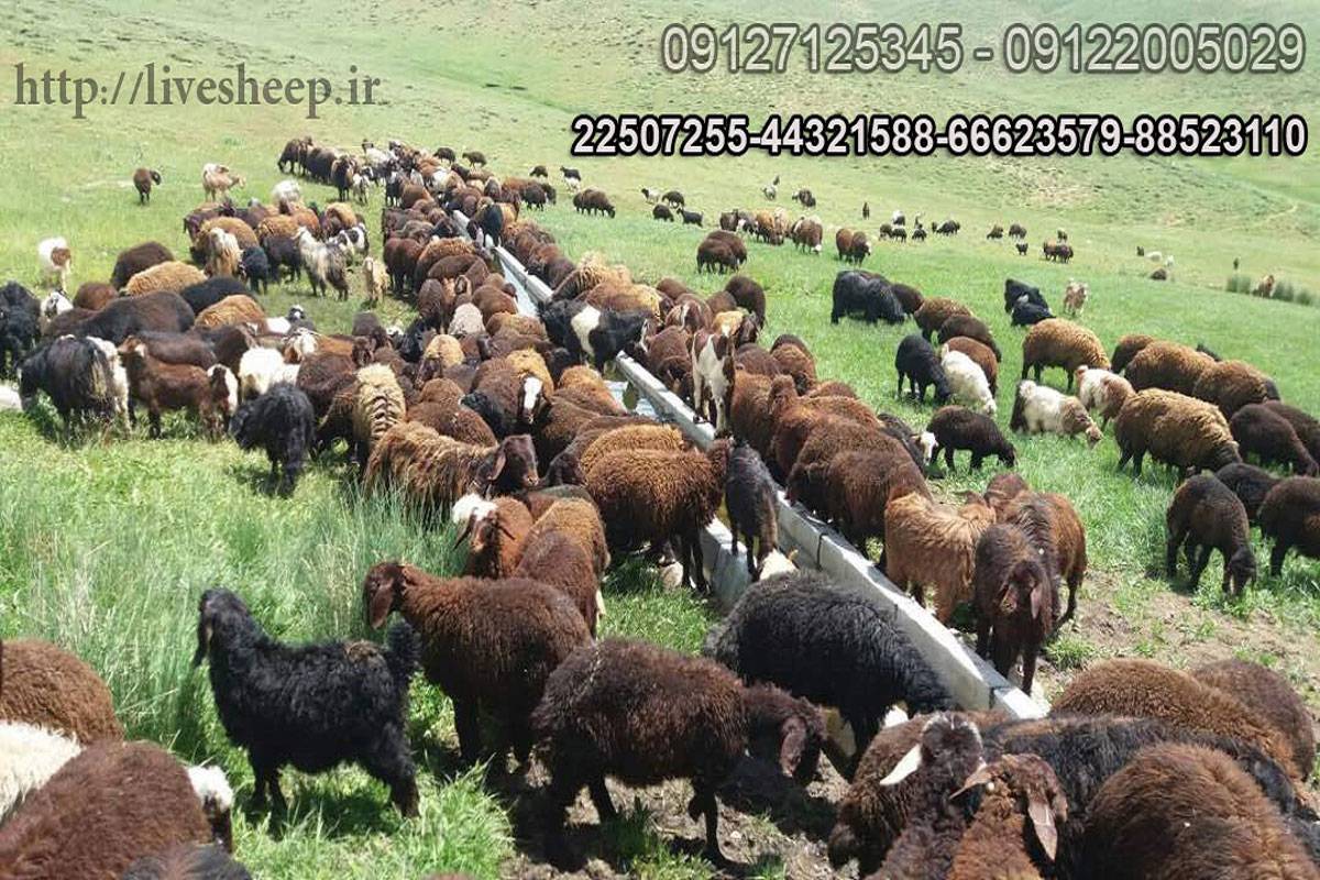بهترین مرکز عرضه گوسفند زنده و بهداشتی در تهران فروردین 1402 10 5 - بهترین مرکز عرضه گوسفند زنده و بهداشتی در تهران فروردین 1402