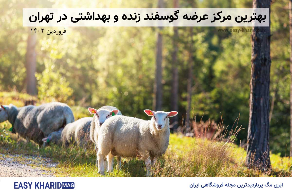 بهترین مرکز عرضه گوسفند زنده و بهداشتی در تهران فروردین 1402 sheep - بهترین مرکز عرضه گوسفند زنده و بهداشتی در تهران فروردین 1402