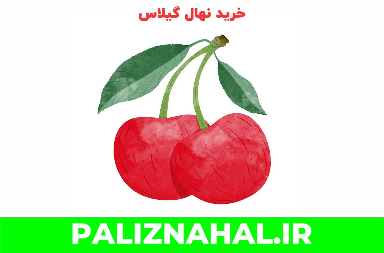 زمان آبیاری نهال آلبالو و گیلاس پس از خرید و کاشت اولیه نهال 50 2 - زمان آبیاری نهال آلبالو و گیلاس پس از خرید و کاشت اولیه نهال