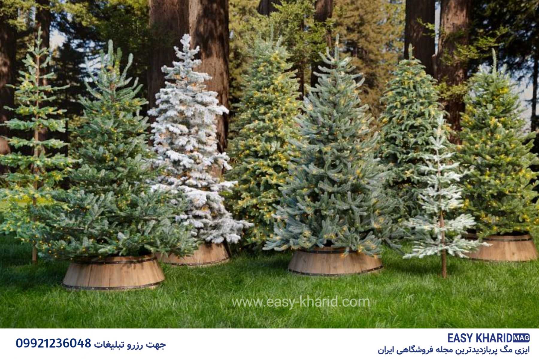 با انواع درخت کریسمس آشنا بشید 20231024 150203 3366 - با انواع درخت کریسمس آشنا بشید