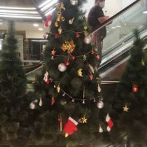 درخت کریسمس سوزنی